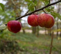 Akane æble 11112022